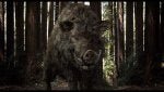 Plant Wood Boar Trunk Peccary